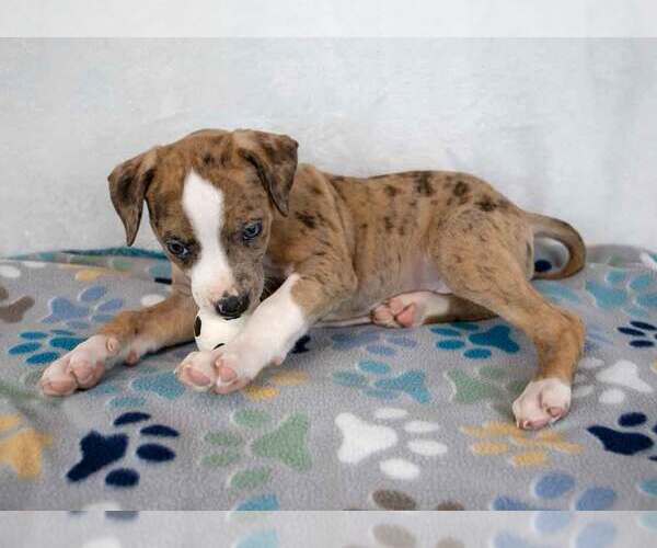 Medium Photo #3 Bulldog-Unknown Mix Puppy For Sale in Kennesaw, GA, USA