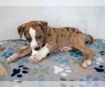 Small #2 Bulldog Mix