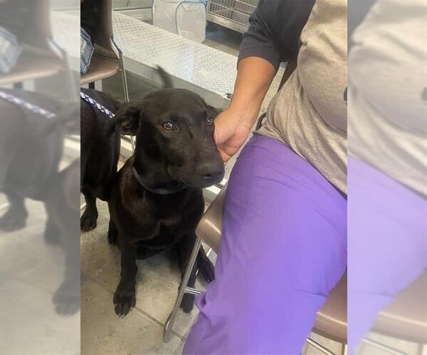 Medium Photo #1 Labrador Retriever-Unknown Mix Puppy For Sale in San Antonio, TX, USA