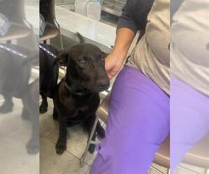 Labrador Retriever-Unknown Mix Dogs for adoption in San Antonio, TX, USA