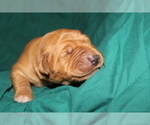 Small Photo #8 Labrador Retriever Puppy For Sale in LOVELADY, TX, USA