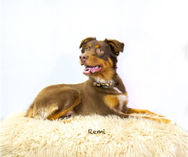 Medium Photo #2 Australian Shepherd Puppy For Sale in Hot Springs Village, AR, USA