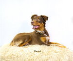 Small #1 Australian Shepherd
