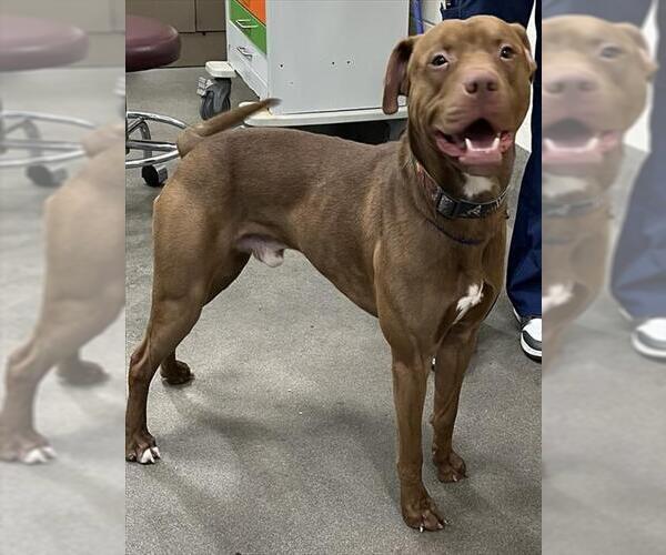 Medium Photo #1 Mutt Puppy For Sale in Forestville, MD, USA