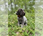 Small #19 German Shorthaired Pointer
