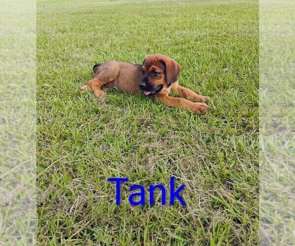 Medium Photo #4 Mastiff Puppy For Sale in BRANTLEY, AL, USA