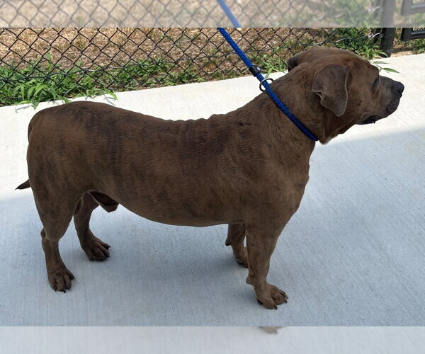 Medium Photo #2 Mutt Puppy For Sale in Tarboro, NC, USA