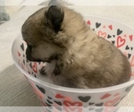 Small Photo #4 Pomeranian Puppy For Sale in BUSH, LA, USA