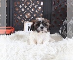 Small #2 Shih Tzu