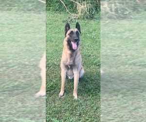 Father of the Belgian Malinois puppies born on 06/05/2022