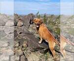Small Photo #13 Labrador Retriever Puppy For Sale in MILLVILLE, MN, USA