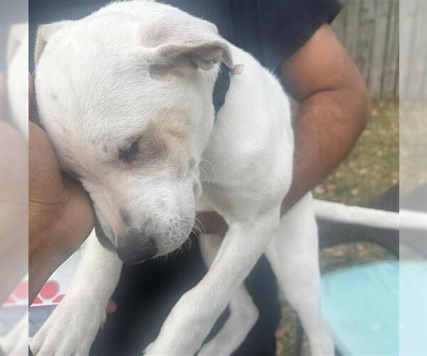 Medium Photo #1 American Pit Bull Terrier-Unknown Mix Puppy For Sale in Houston, TX, USA