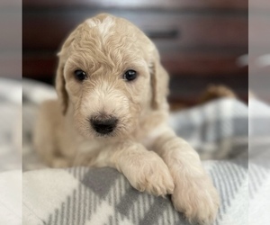 Goldendoodle-Poodle (Standard) Mix Puppy for sale in N HIGHLANDS, CA, USA