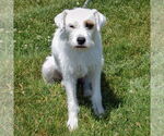 Small #2 Parson Russell Terrier Mix