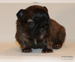 Small Photo #12 French Bulldog Puppy For Sale in WINNSBORO, TX, USA