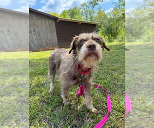 Mutt Dogs for adoption in Candler, NC, USA