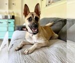 Small German Shepherd Dog Mix