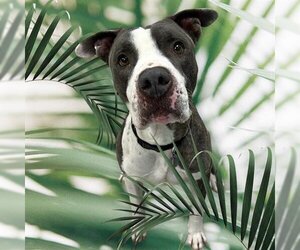 American Pit Bull Terrier-Unknown Mix Dogs for adoption in Brighton, CO, USA