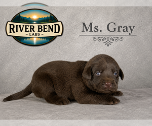 Medium Labrador Retriever