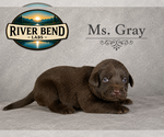 Puppy Ms Gray Labrador Retriever