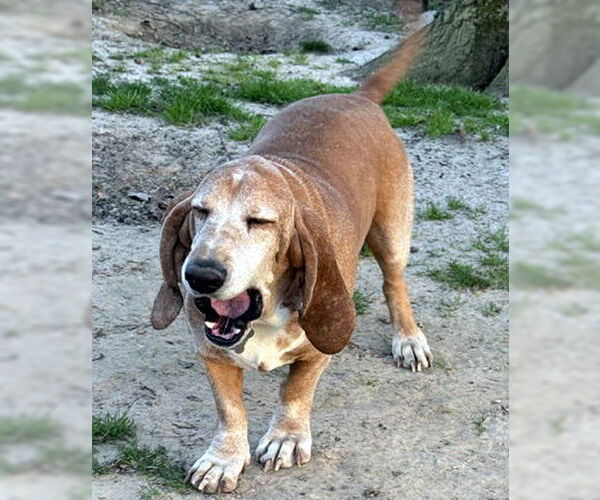 Medium Photo #4 Basset Hound Puppy For Sale in Deepwater, NJ, USA