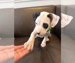 Small #2 American Staffordshire Terrier Mix