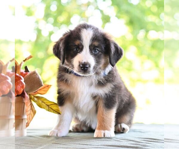 Medium Photo #5 Miniature Australian Shepherd Puppy For Sale in REBERSBURG, PA, USA