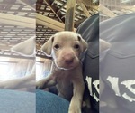 Small Photo #5 Weimaraner Puppy For Sale in MONMOUTH, OR, USA