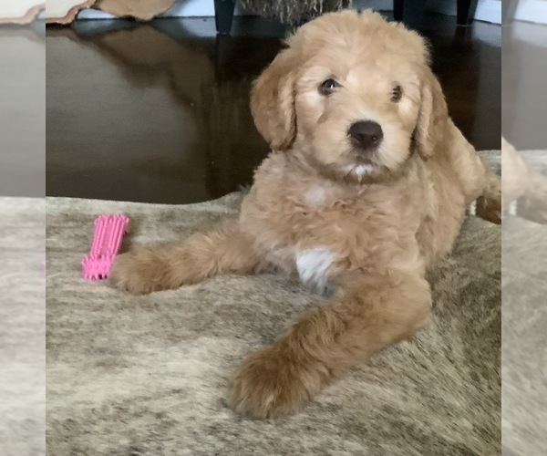 Medium Photo #31 Labradoodle Puppy For Sale in JARRELL, TX, USA