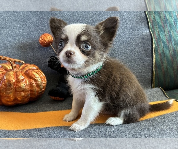 Medium Photo #3 Chihuahua Puppy For Sale in NEWVILLE, PA, USA