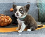AKC Bravo male - Male Chihuahua Puppy for Sale - Photo #3