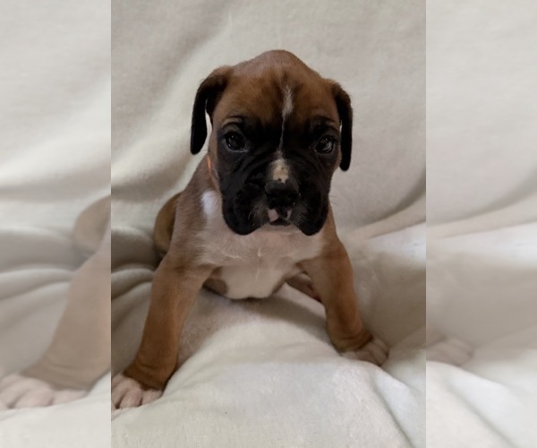 Medium Photo #15 Boxer Puppy For Sale in ALLEGHENY, PA, USA