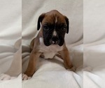 Small Photo #15 Boxer Puppy For Sale in ALLEGHENY, PA, USA