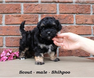Shih-Poo Puppy for sale in CLARKRANGE, TN, USA