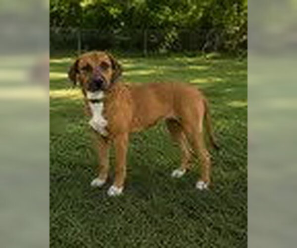 Medium Photo #1 Labrador Retriever-Unknown Mix Puppy For Sale in Bristol, CT, USA