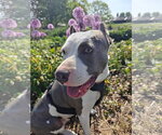 Small #10 American Pit Bull Terrier Mix