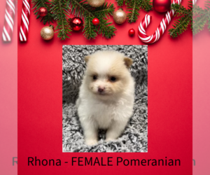 Pomeranian Puppy for sale in AZLE, TX, USA