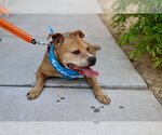 Small #14 Staffordshire Bull Terrier Mix