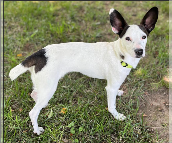 Medium Photo #7 Chihuahua-Unknown Mix Puppy For Sale in Cranston, RI, USA