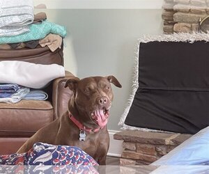 Nallah - Female American Staffordshire Terrier-Labrador Retriever Mix Dog for Adoption - Photo #3