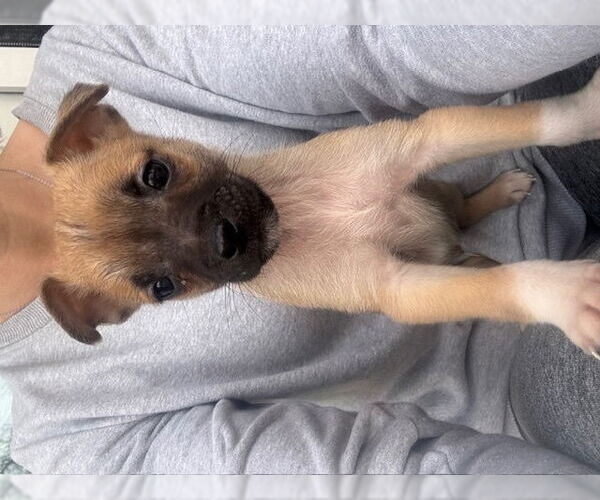 Medium Photo #1 Chihuahua-Unknown Mix Puppy For Sale in Plainfield, IL, USA