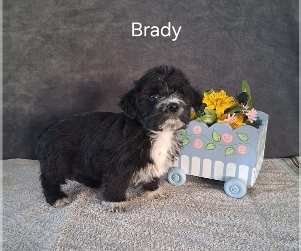 Medium Photo #2 Yo-Chon Puppy For Sale in MOUNT PLEASANT, MI, USA