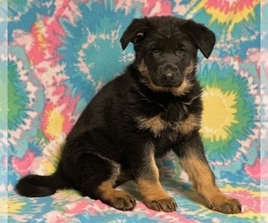 German Shepherd Dog Puppy for sale in LANCASTER, PA, USA