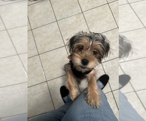 Poodle (Standard)-Yorkshire Terrier Mix Puppy for sale in TOMS RIVER, NJ, USA