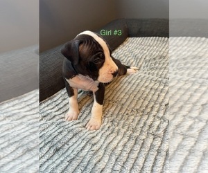 American Bully-American Pit Bull Terrier Mix Puppy for sale in RAEFORD, NC, USA