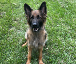 Mother of the German Shepherd Dog puppies born on 02/21/2025