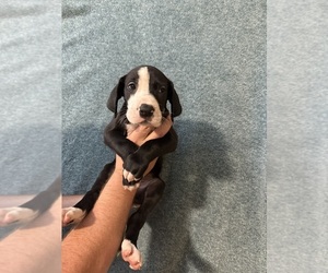 Great Dane Puppy for sale in RANSOMVILLE, NY, USA