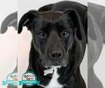 Small American Bulldog-Labrador Retriever Mix