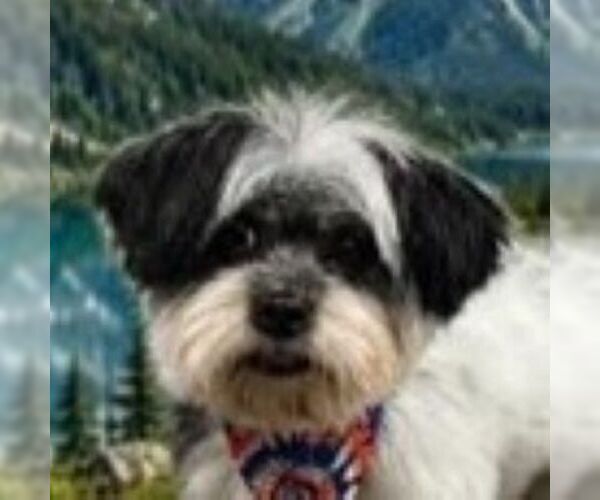 Medium Photo #7 Shih Tzu Puppy For Sale in Arlington, VA, USA