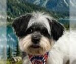 Small #6 Shih Tzu